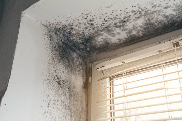 Affordable Basement Mold Removal solutions in Shiloh, IL