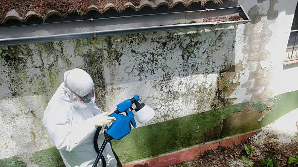 Top rated local Basement Mold Removal specialists in Shiloh, IL
